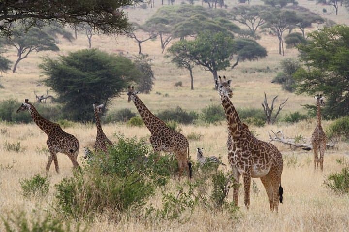 2-Day Tarangire & Ngorongoro Safari from Moshi — Big Five Game Drives photo 5
