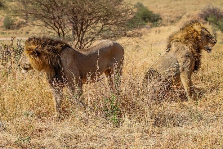 2-Day Tarangire & Ngorongoro Safari from Moshi — Big Five Game Drives photo 6
