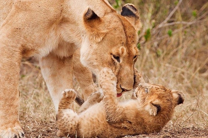 2-Day Tarangire & Ngorongoro Safari from Moshi — Big Five Game Drives