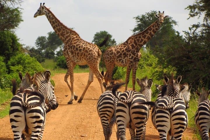 Northern Tanzania Safari: Tarangire, Serengeti & Ngorongoro 5-Day Camping Adventure