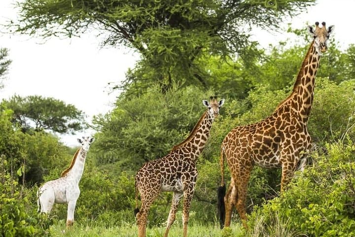 Northern Tanzania Safari: Tarangire, Serengeti & Ngorongoro 5-Day Camping Adventure photo 4