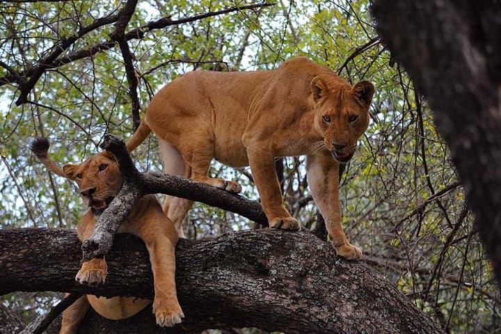 Northern Tanzania Safari: Tarangire, Serengeti & Ngorongoro 5-Day Camping Adventure photo 3