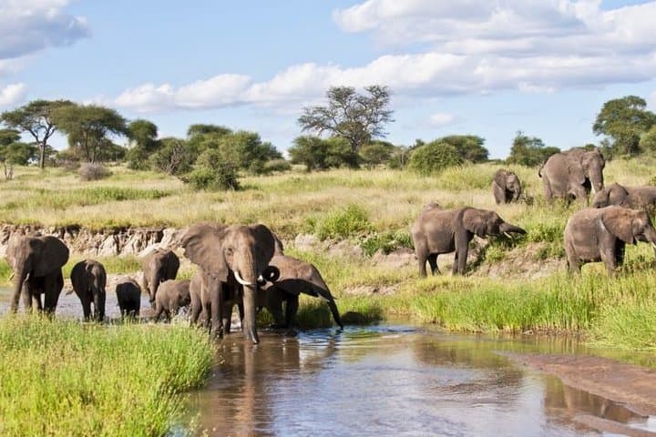 Northern Tanzania Safari: Tarangire, Serengeti & Ngorongoro 5-Day Camping Adventure photo 6