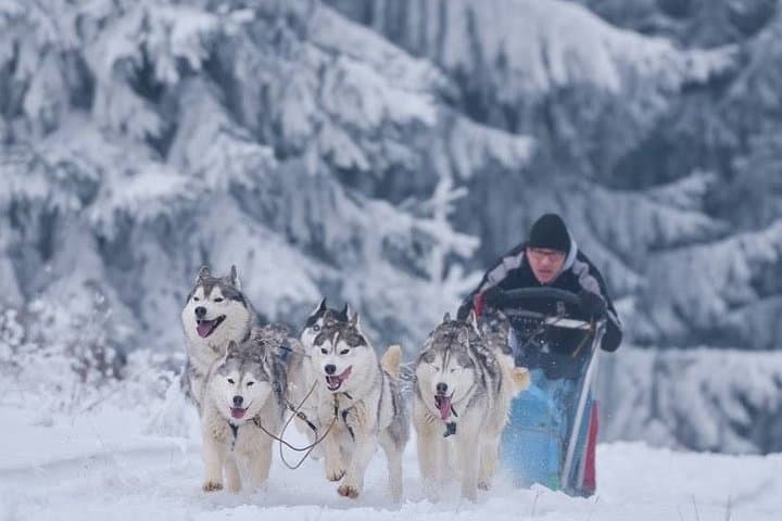 Husky Sleigh Rides near Brașov: Guided Siberian Sled Tours in the Carpathians photo 2