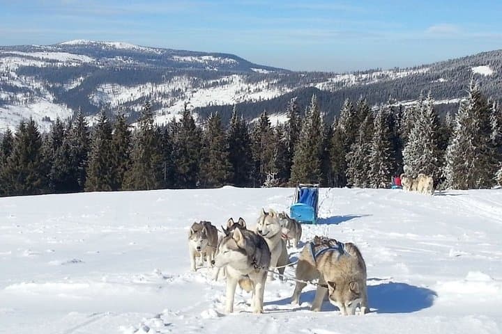 Husky Sleigh Rides near Brașov: Guided Siberian Sled Tours in the Carpathians photo 3
