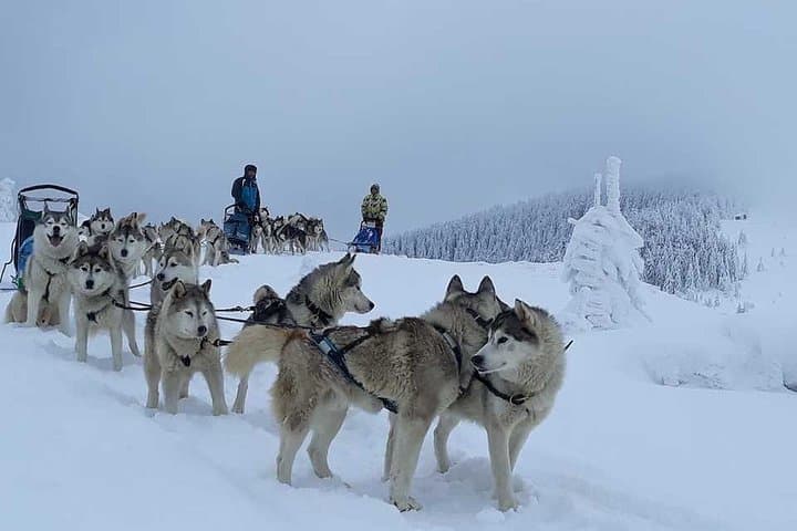 Husky Sleigh Rides near Brașov: Guided Siberian Sled Tours in the Carpathians