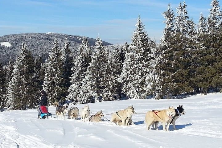 Husky Sleigh Rides near Brașov: Guided Siberian Sled Tours in the Carpathians photo 4