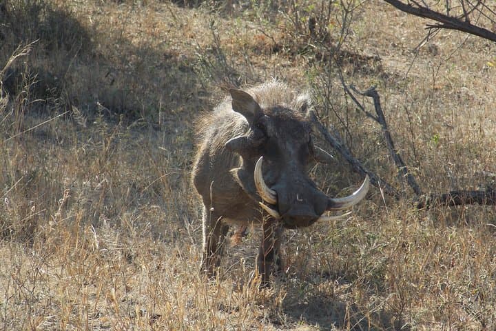 Private Sunrise Safari at Kruger National Park — Half-Day Open Vehicle Experience photo 3