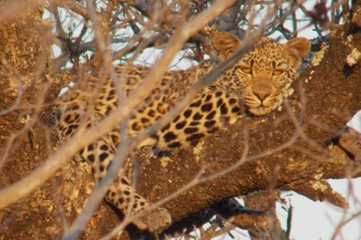 Private Sunrise Safari at Kruger National Park — Half-Day Open Vehicle Experience photo 4