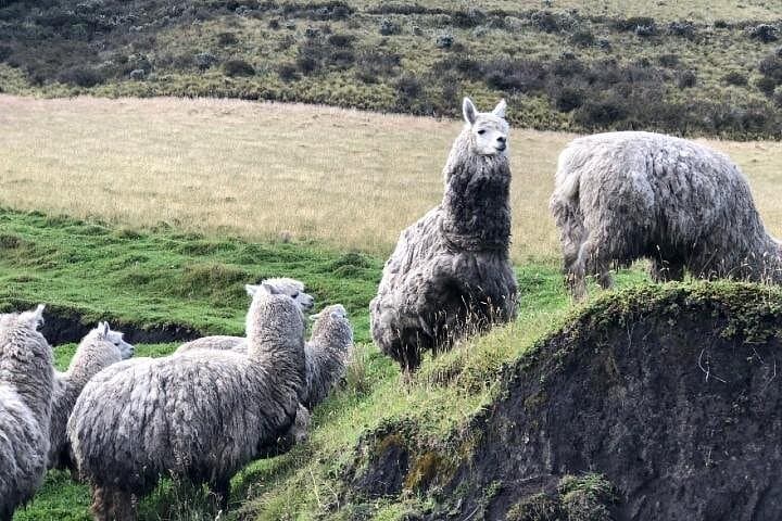 Cotopaxi Hike and Horse: Volcano Day Trip to José Rivas Refuge photo 4