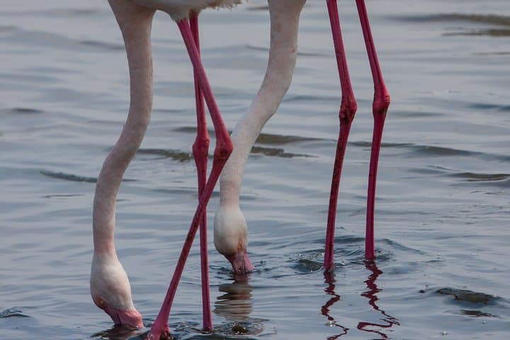 Coast to Coast Namibia: 9-Day Photography Tour from Windhoek to the Atlantic photo 5