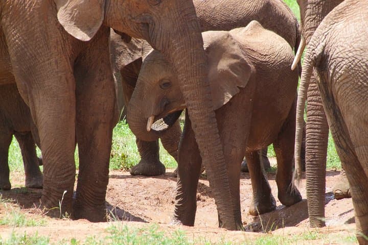 Two-Day Tsavo East & Ngutuni Sanctuary Safari from Mombasa photo 3