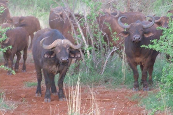 Two-Day Tsavo East & Ngutuni Sanctuary Safari from Mombasa photo 4