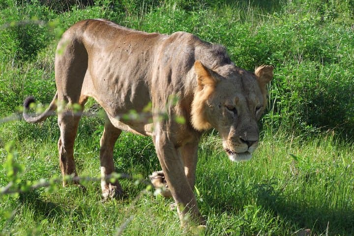 Two-Day Tsavo East & Ngutuni Sanctuary Safari from Mombasa photo 5