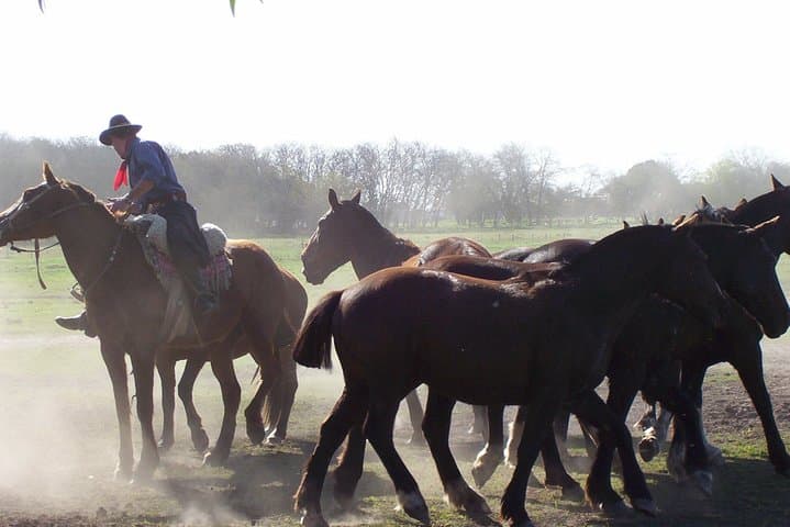 Gaucha Field Day near Buenos Aires: Roast, Folklore & Horses photo 3
