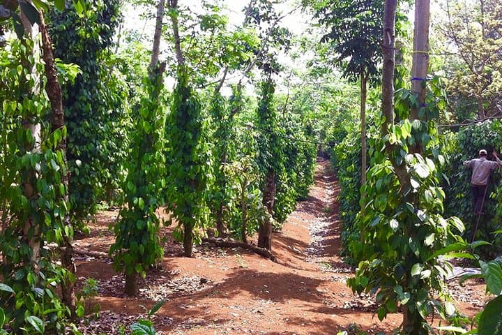 Da Lat Day Tour from Nha Trang: Cable Car to Truc Lam, Datanla Waterfall & Coffee Plantation photo 5