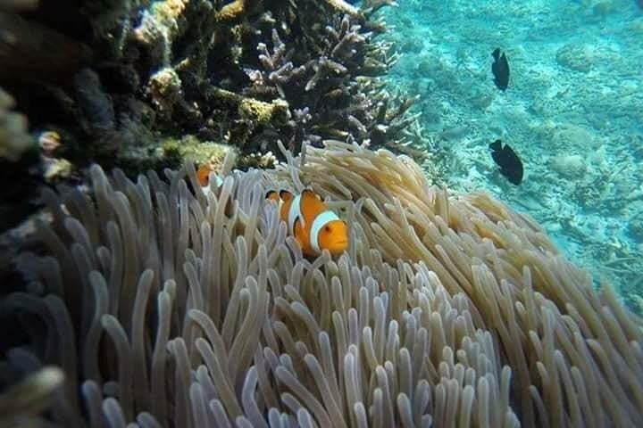Bali Blue Lagoon Snorkeling — Padangbai's Vibrant Coral Reefs photo 2