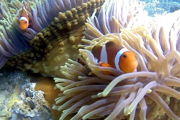 Bali Blue Lagoon Snorkeling — Padangbai's Vibrant Coral Reefs photo 6