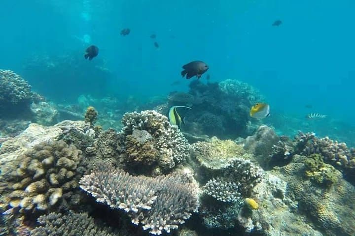 Bali Blue Lagoon Snorkeling — Padangbai's Vibrant Coral Reefs photo 5