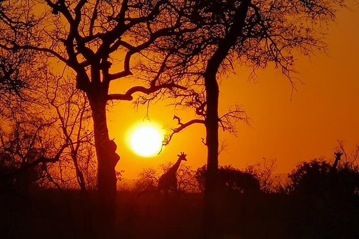 Kruger Sunset Safari: Evening Game Drive from Phabeni Gate
