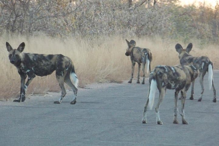 Kruger Sunset Safari: Evening Game Drive from Phabeni Gate photo 2