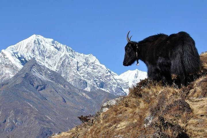 Pikey Peak Trek: Everest Views, Rhododendron Forests & Sherpa Villages
