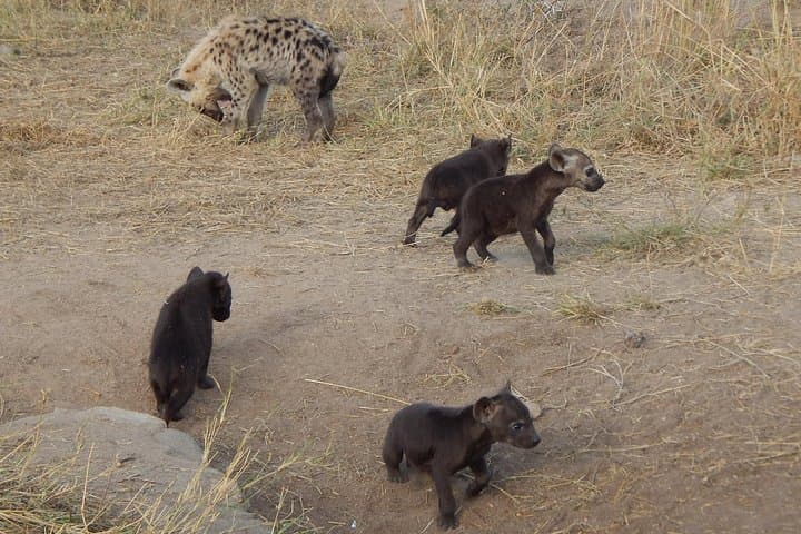 Kruger Sunset Safari: Evening Game Drive from Phabeni Gate photo 4