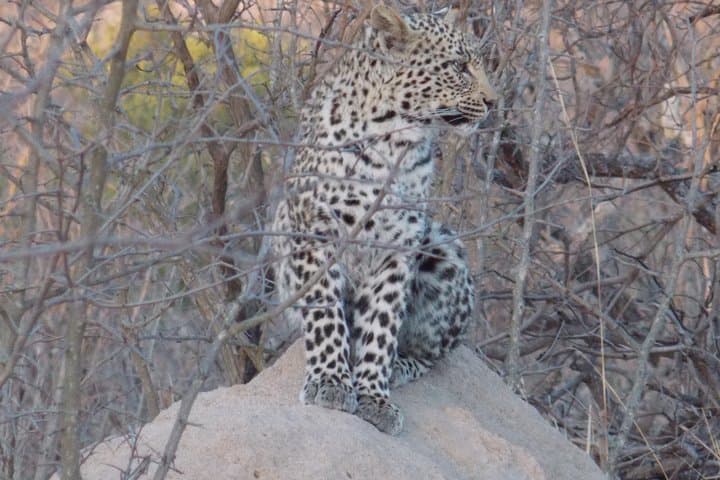 Kruger Sunset Safari: Evening Game Drive from Phabeni Gate photo 5