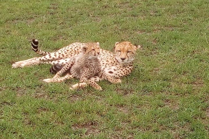 Amboseli Day Safari: Game Drives with Mount Kilimanjaro Views photo 2