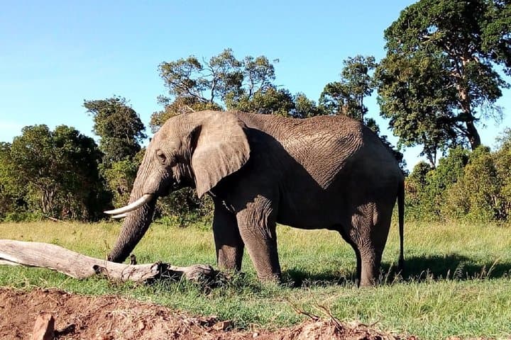 Amboseli Day Safari: Game Drives with Mount Kilimanjaro Views photo 3
