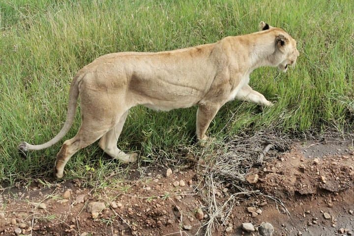 Amboseli Day Safari: Game Drives with Mount Kilimanjaro Views photo 5