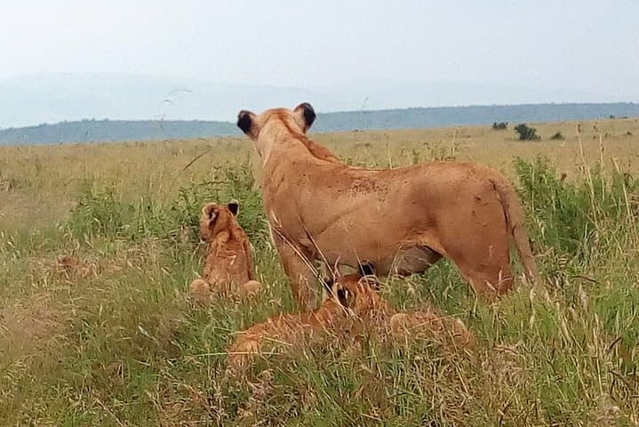 Amboseli Day Safari: Game Drives with Mount Kilimanjaro Views photo 6