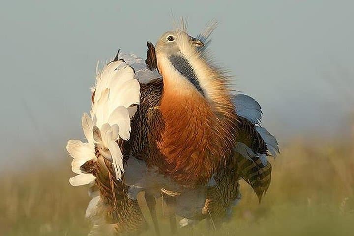 Steppe Bird Watching in La Mancha Toledana — Guided Birding near Toledo
