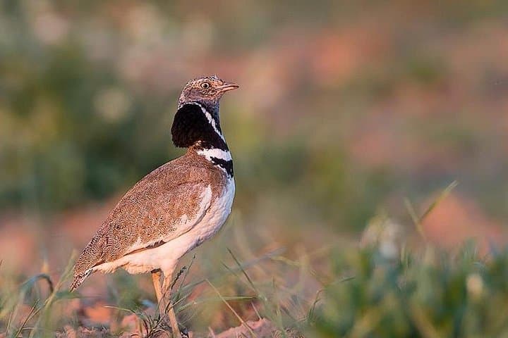 Steppe Bird Watching in La Mancha Toledana — Guided Birding near Toledo photo 2