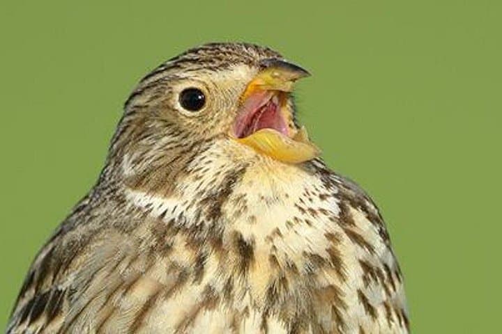 Steppe Bird Watching in La Mancha Toledana — Guided Birding near Toledo photo 3
