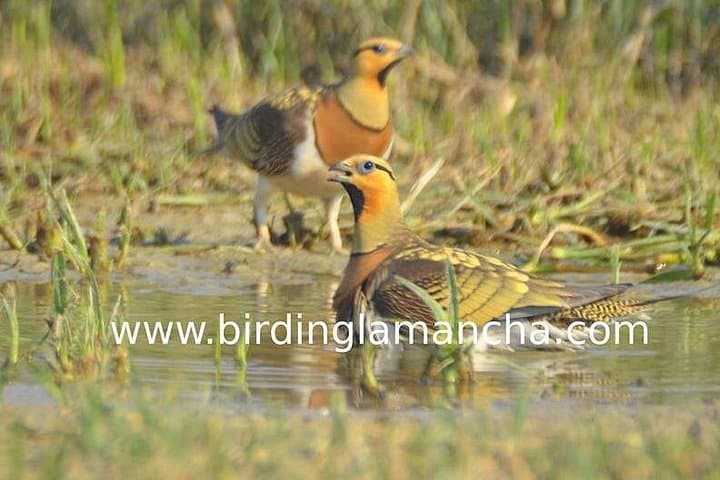 Steppe Bird Watching in La Mancha Toledana — Guided Birding near Toledo photo 4
