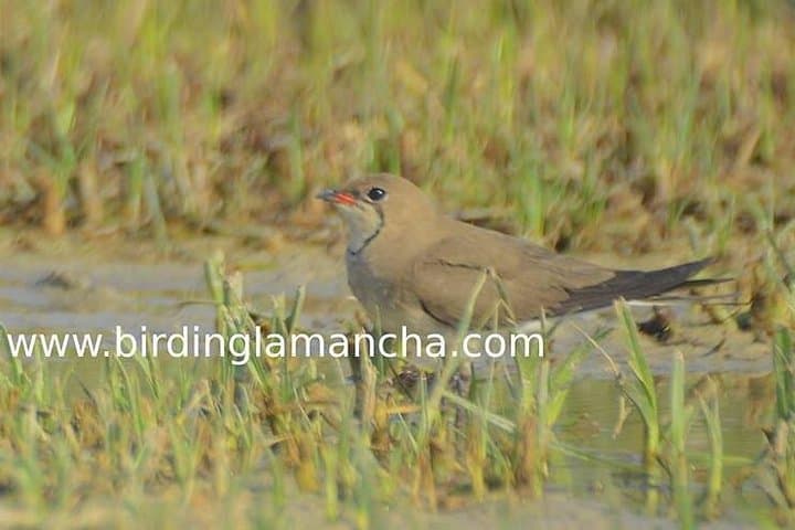 Steppe Bird Watching in La Mancha Toledana — Guided Birding near Toledo photo 5