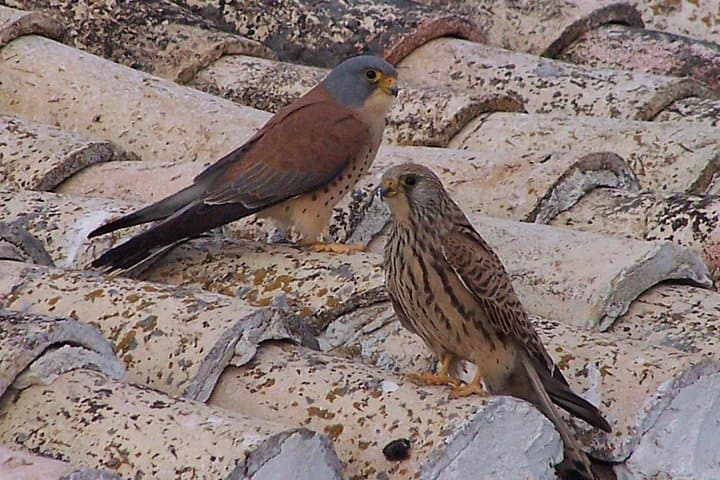 Steppe Bird Watching in La Mancha Toledana — Guided Birding near Toledo photo 6