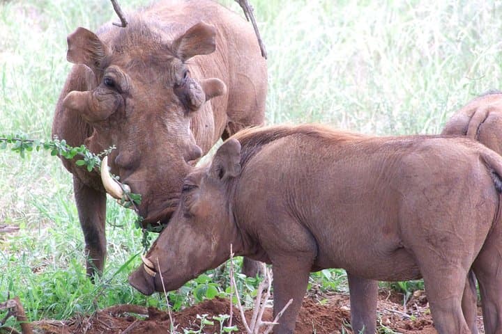 Shimba Hills Day Trip from Diani Beach: Sheldrick Falls Rainforest Walk
