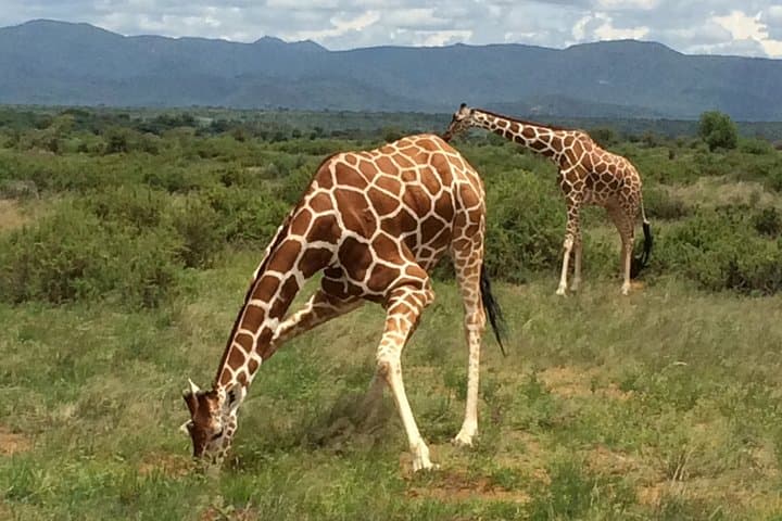 Shimba Hills Day Trip from Diani Beach: Sheldrick Falls Rainforest Walk photo 2