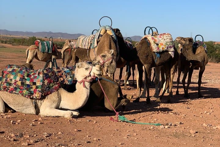 Agafay Desert Day Trip from Marrakech: Camel Rides, Tented Camps & Lake Takerkoust Views photo 2