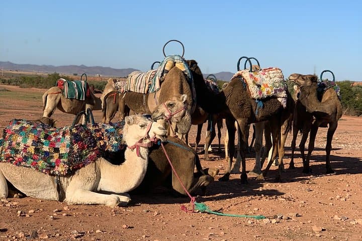 Agafay Desert Camel Ride: Half-Day Camel Trek from Marrakech to Lake Takerkoust photo 2