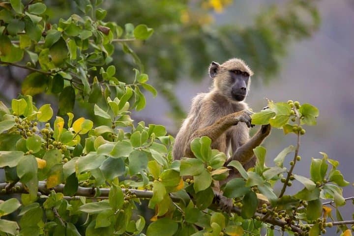4-Day Mikumi & Udzungwa Safari: Game Drives, Sanje Falls & Maasai Culture