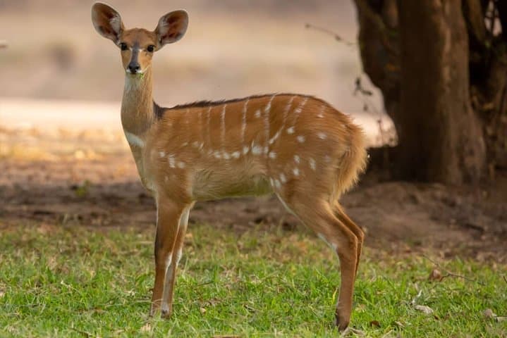 6-Day Selous Safari and Kilwa Kisiwani Beach Snorkel photo 4