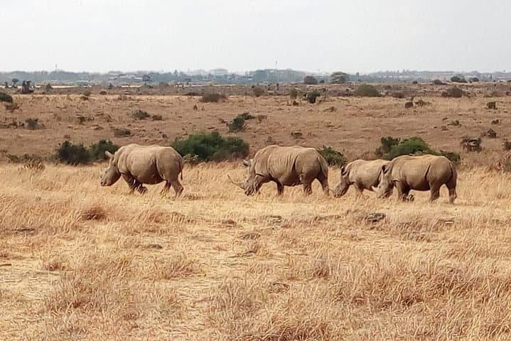Tsavo East Day Safari from Mombasa & Diani: Red Elephants, Yatta Plateau & Big Five in One Day photo 3