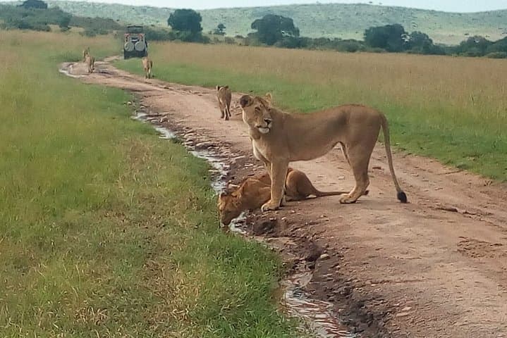Tsavo East Day Safari from Mombasa & Diani: Red Elephants, Yatta Plateau & Big Five in One Day photo 5