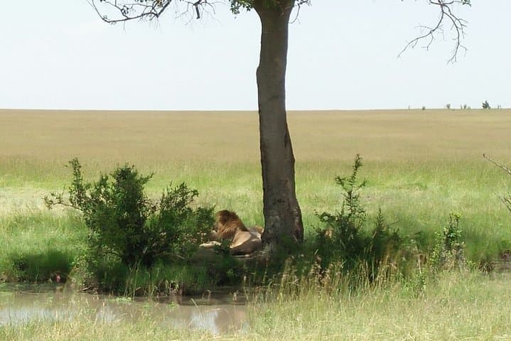 Tsavo East Day Safari from Mombasa & Diani: Red Elephants, Yatta Plateau & Big Five in One Day photo 6
