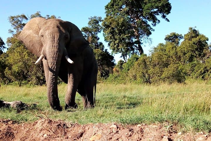 Arusha National Park Half-Day: Wildlife, Craters & Mount Meru Views photo 5