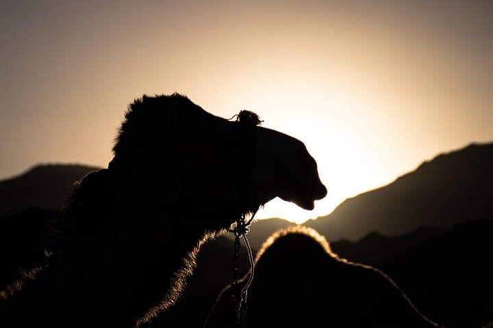 Agafay Desert Sunset Camel Ride & Dinner — Half-Day Trip from Marrakech