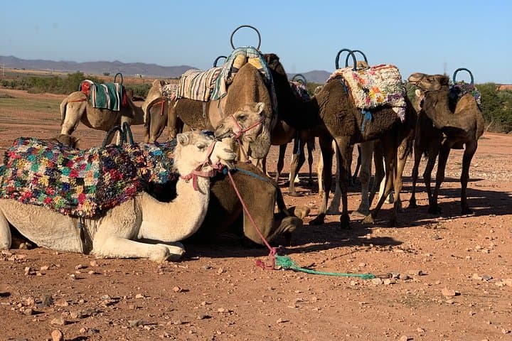 Agafay Desert Sunset Camel Ride & Dinner — Half-Day Trip from Marrakech photo 5